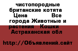 чистопородные британские котята › Цена ­ 10 000 - Все города Животные и растения » Кошки   . Астраханская обл.